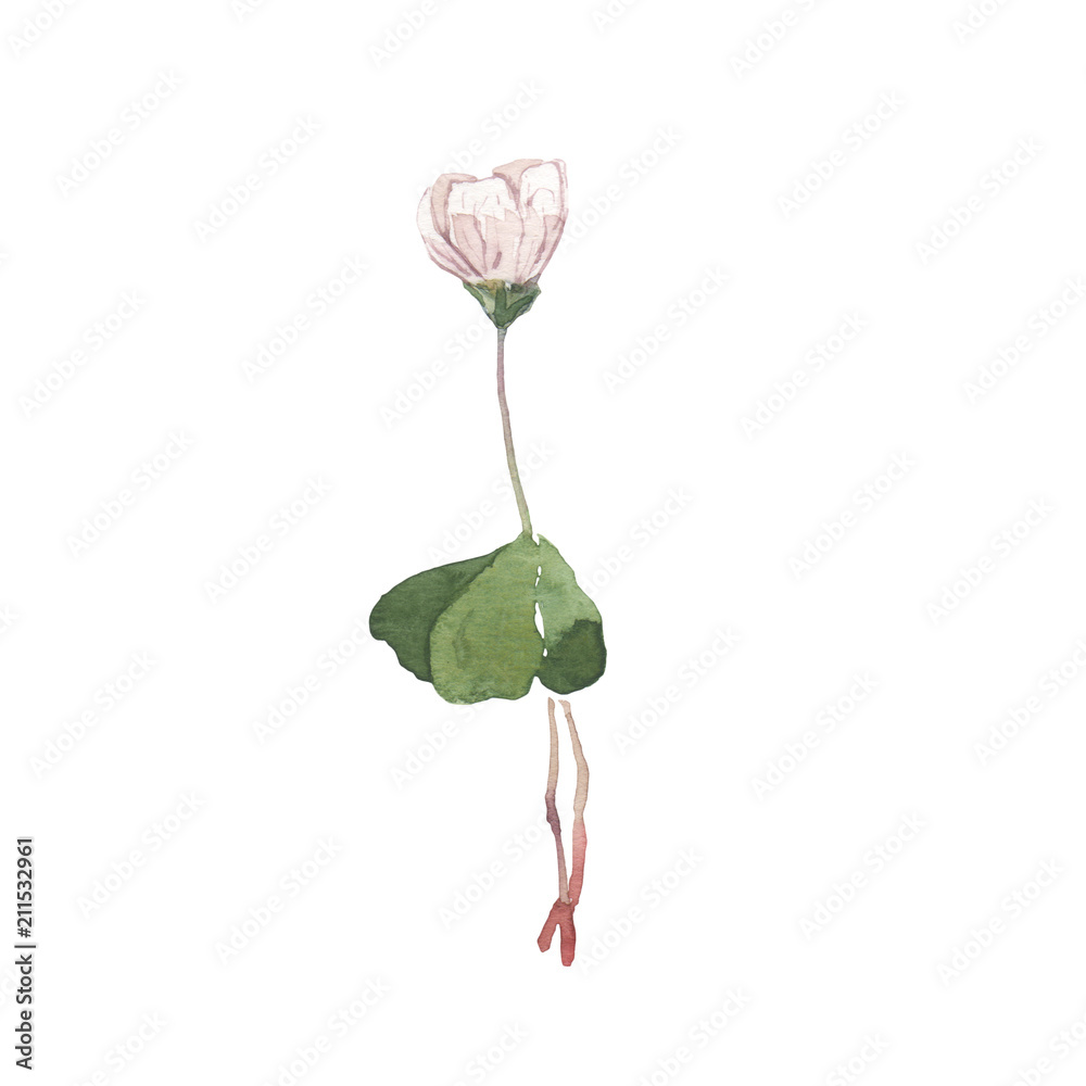 Watercolor illustration of summer flower isolated on white background. Hand drawn sketch. 