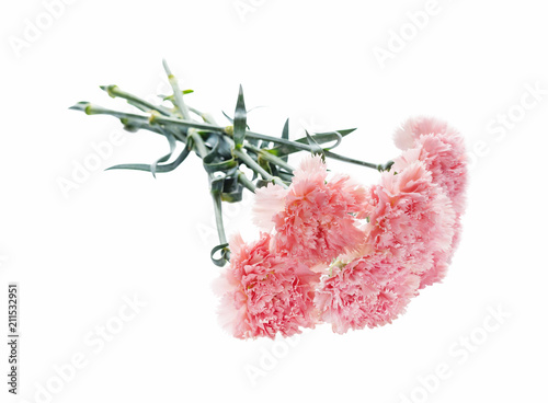 Bouquet of pink carnations