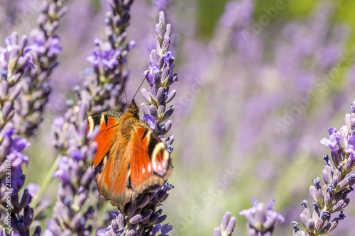 Tagpfauenauge breitet seine schönen Flügel im sonnigen Lavendel aus