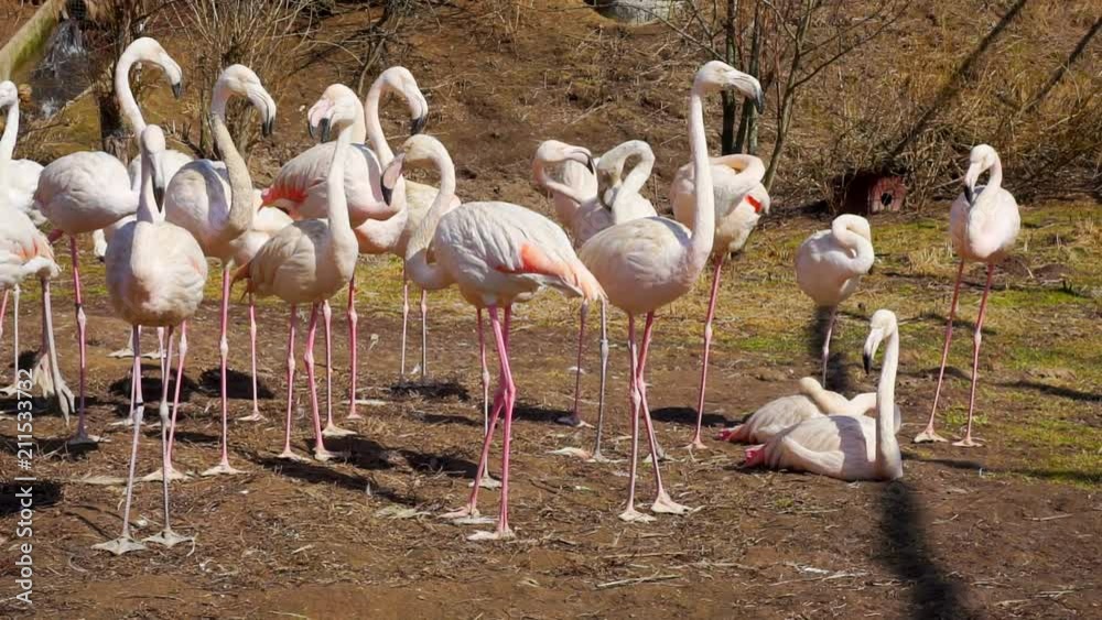 flock of flamingos resting on land. flock of flamingos resting on land.