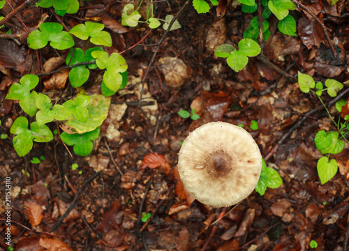 Fresh mushrooms growing in ground autumn forest closeup