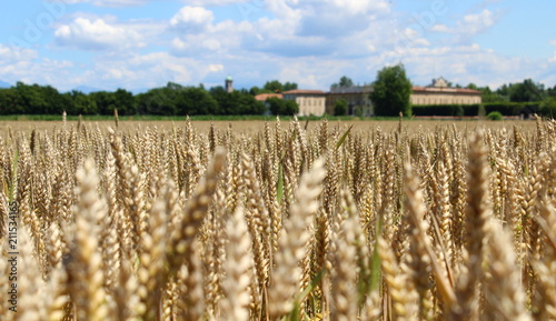 campo di grano in Estate in campagna 