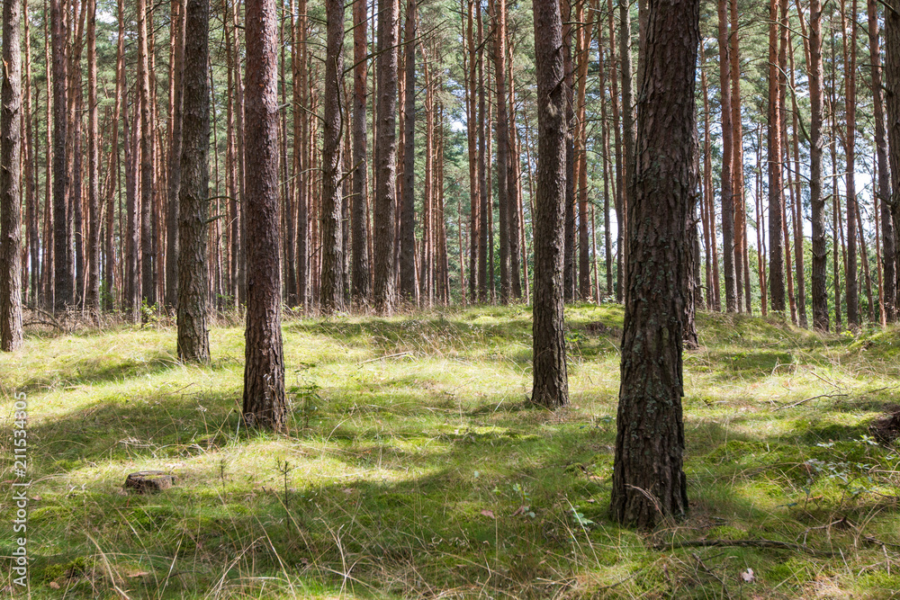 Forest in the summer season Forest in the summer season