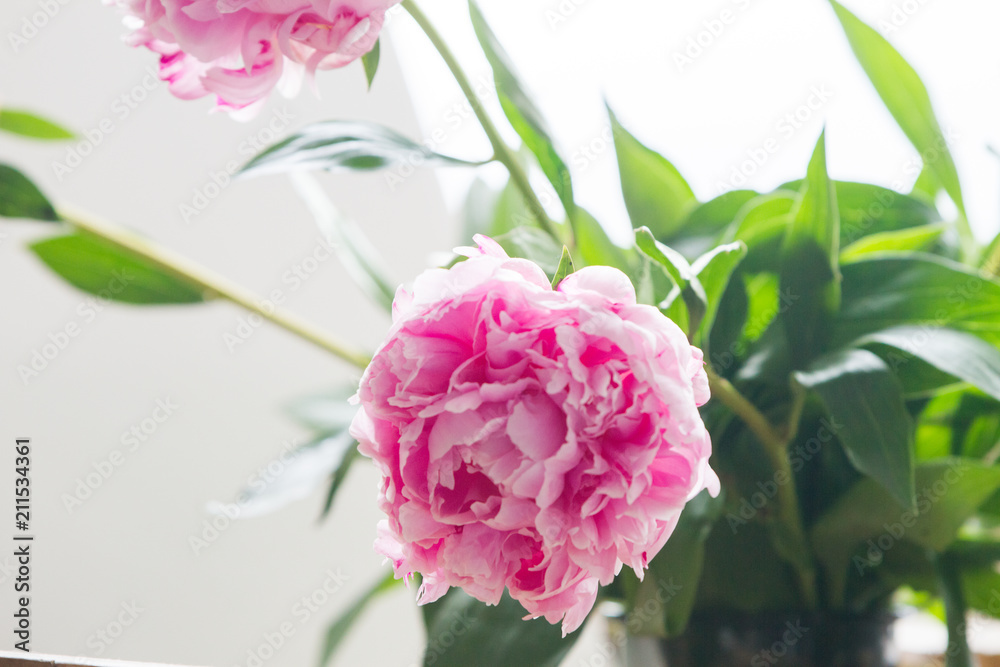 Macro image of beautiful fresh pink peony flower isolated on background with copy space Macro image of beautiful fresh pink peony flower isolated on background with copy space