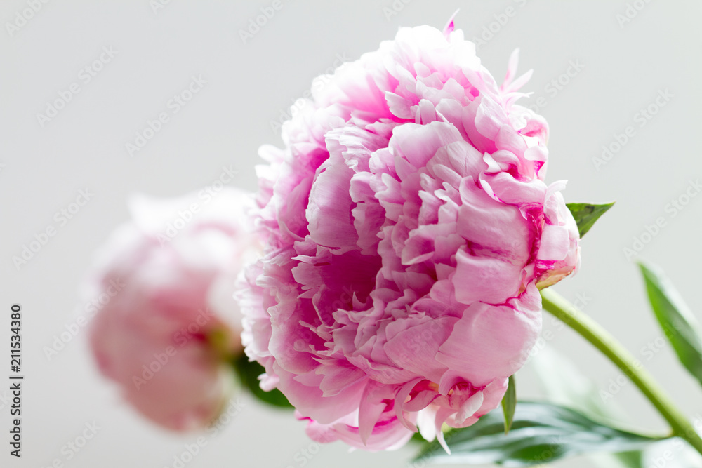 Macro image of beautiful fresh pink peony flower isolated on background with copy space Macro image of beautiful fresh pink peony flower isolated on background with copy space