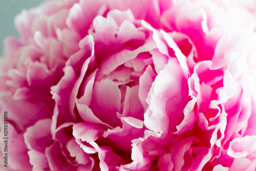 Macro image of beautiful fresh pink peony flower isolated on background with copy space