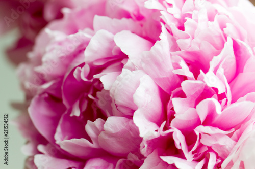 Macro image of beautiful fresh pink peony flower isolated on background with copy space © anca enache