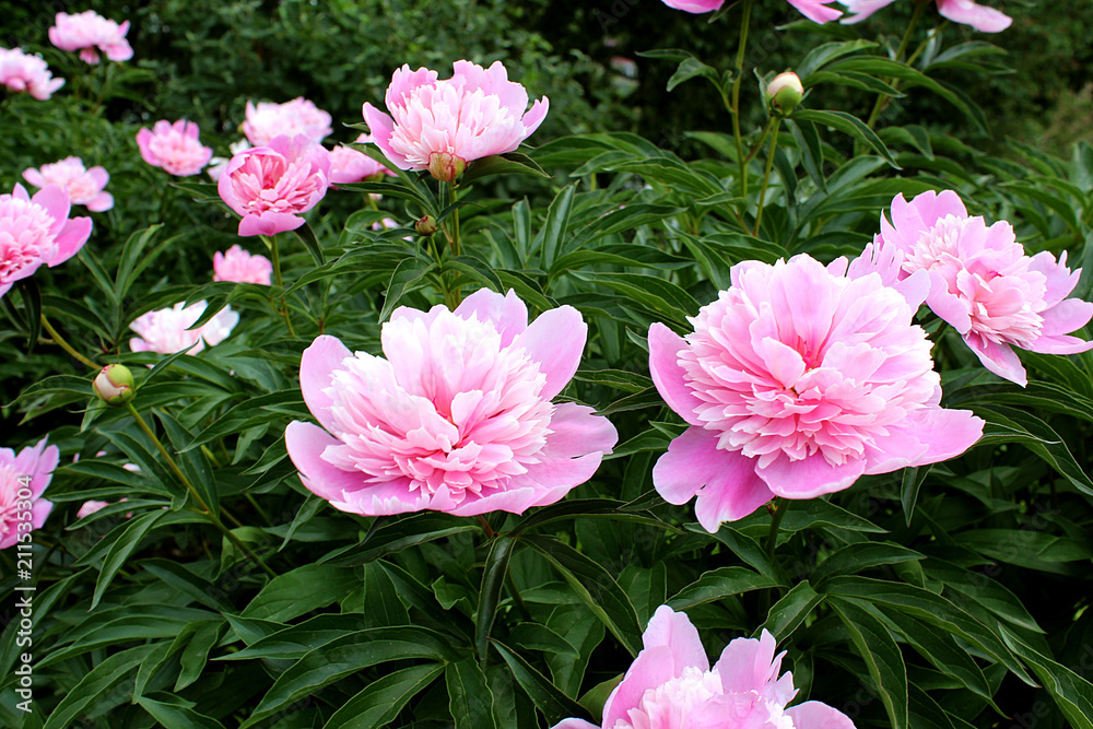 light pink peony flower light pink peony flower