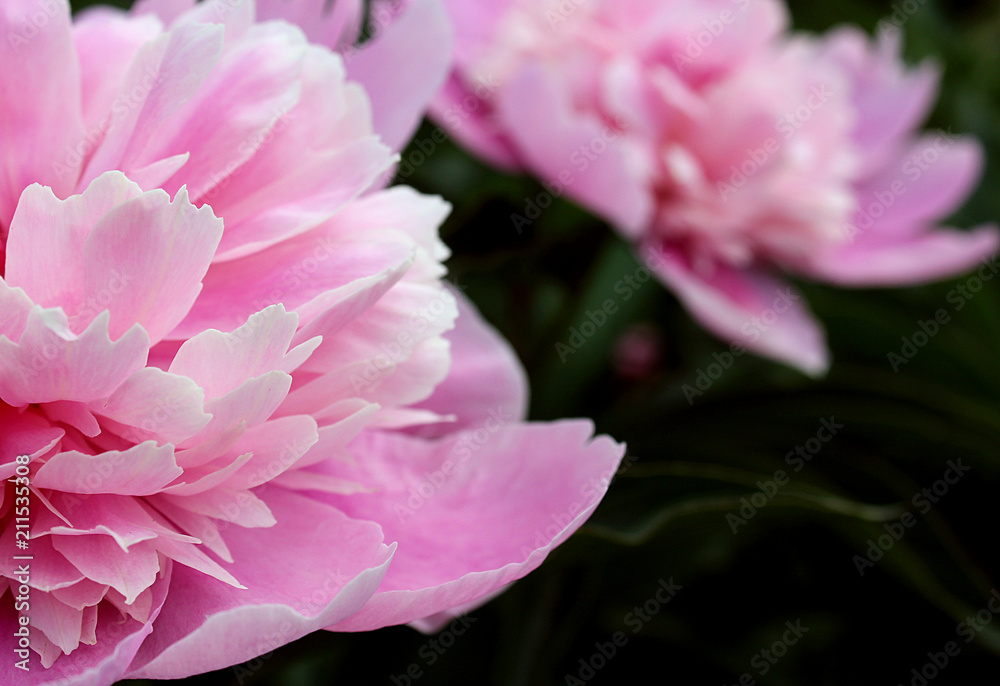 light pink peony flower