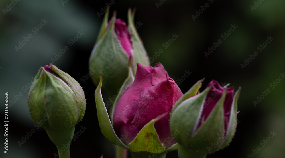 Roses Roses