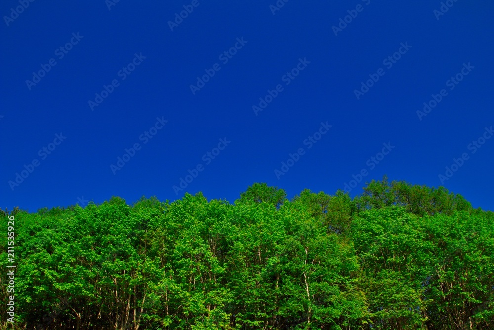 forest under deep blue sky