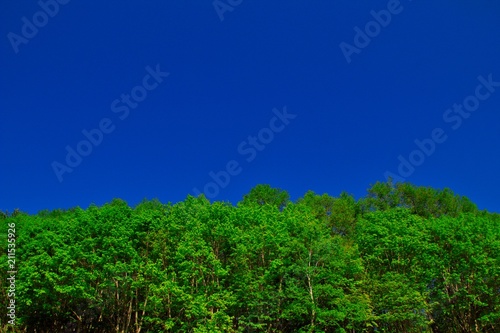 forest under deep blue sky