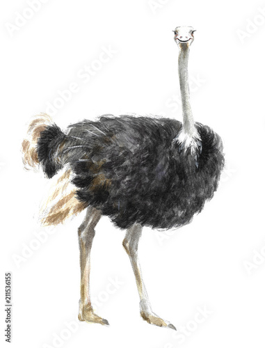  a watercolor illustration of an ostrich, an animal in Africa or a zoo