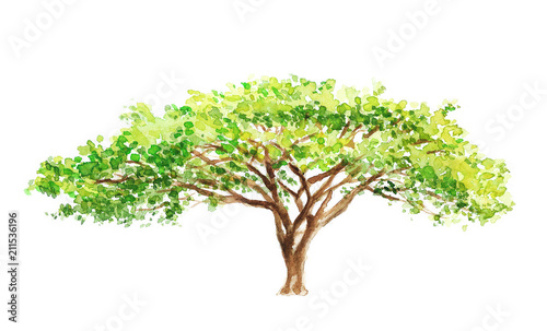 watercolor illustration of a southern tree in africa, drawing by hand part of a savannah nature