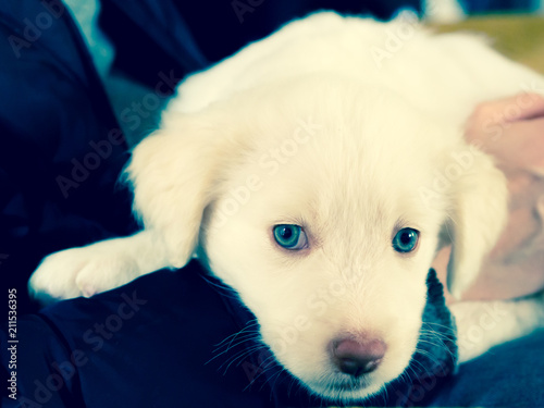Fototapeta Naklejka Na Ścianę i Meble -  white Maremma puppy dog with blue eyes