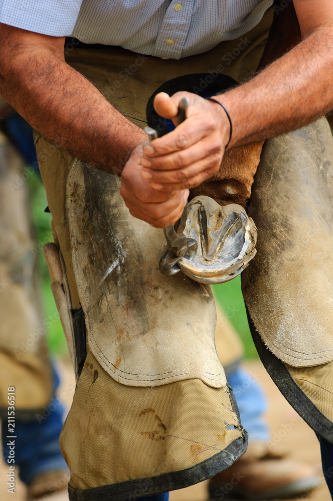 Obraz premium Horse farrier using a hoof nippers to trip feet