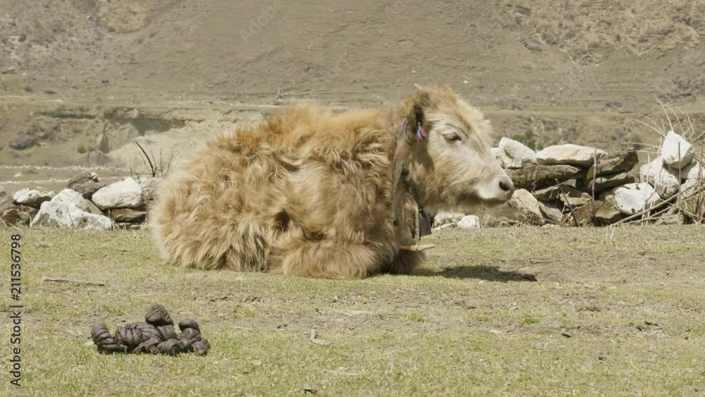 The Himalayan yak lies among the mountains of Nepal. Manaslu circuit trek. The Himalayan yak lies among the mountains of Nepal. Manaslu circuit trek.