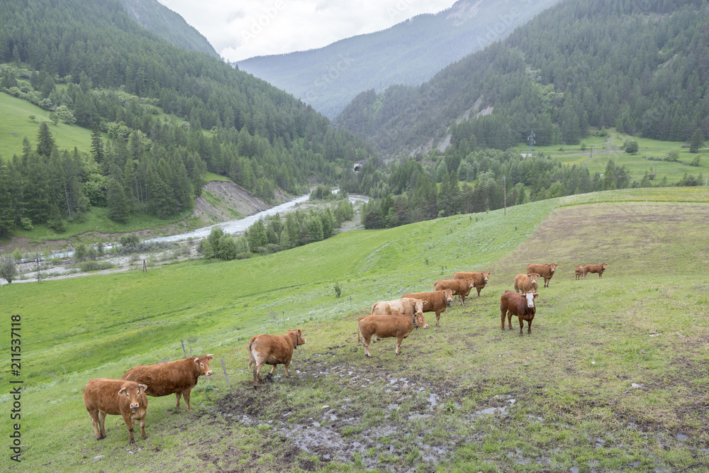 brown cows in mountain meadow near col de vars in french alps of haute provence