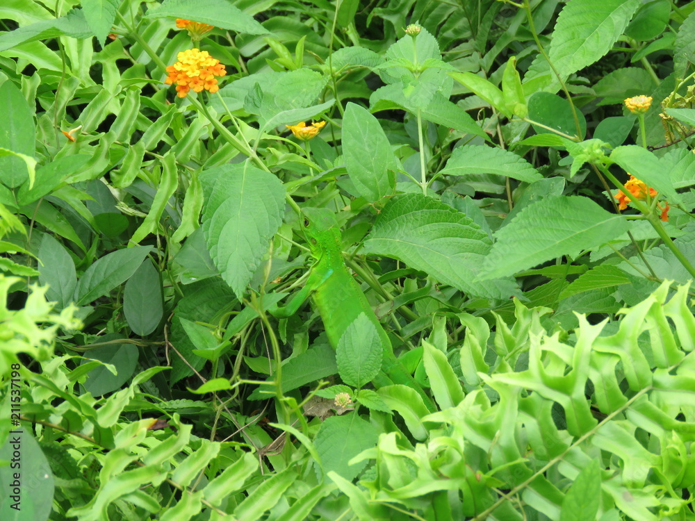 Obraz premium Iguana en Flores