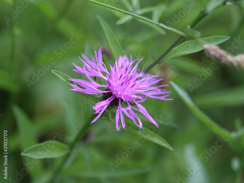 closeup Centaurea scabiosa  greater knapweed  flower blooming in summer on meadow