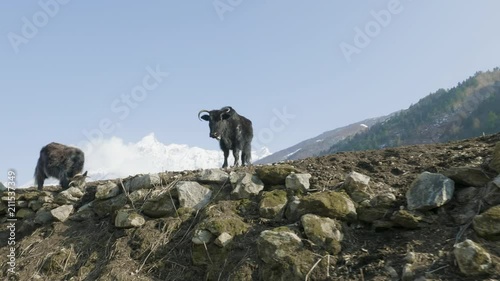 The Himalayan yak eats grass among the mountains of Nepal. Manaslu circuit trek. photo