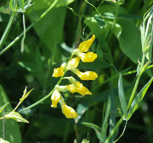 Cytisus scoparius, the common broom or Scotch broom photo