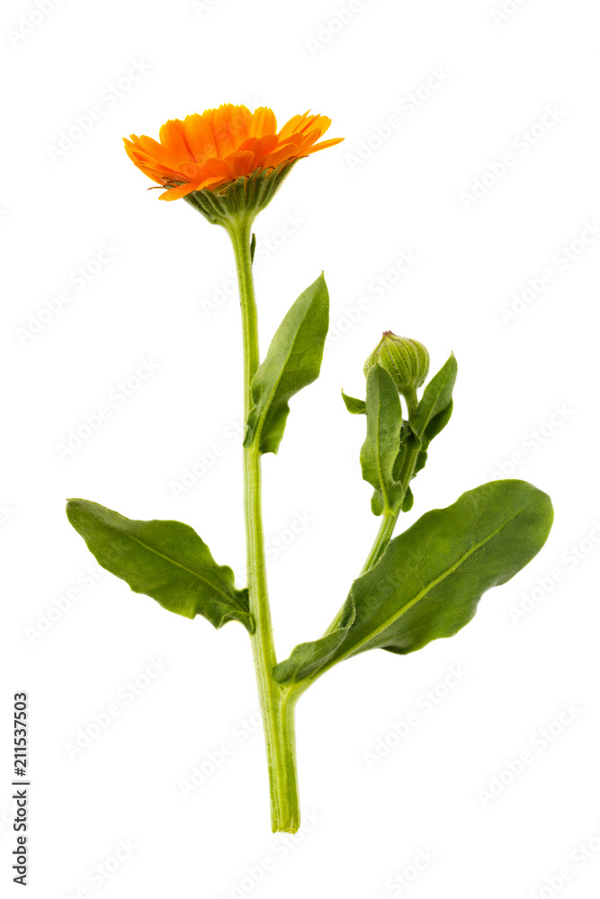 Branch of marigold isolated on white background. Close-up of a plant that has medicinal properties Branch of marigold isolated on white background. Close-up of a plant that has medicinal properties