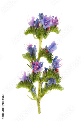Flower of a lungwort, isolated on a white background close-up, has medicinal properties and is used in medicine