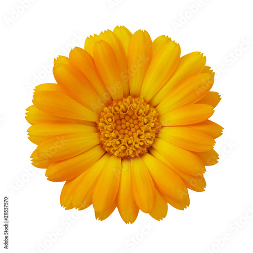 Flower of marigold isolated on a white background. Close-up of a plant photographed from above has curative properties