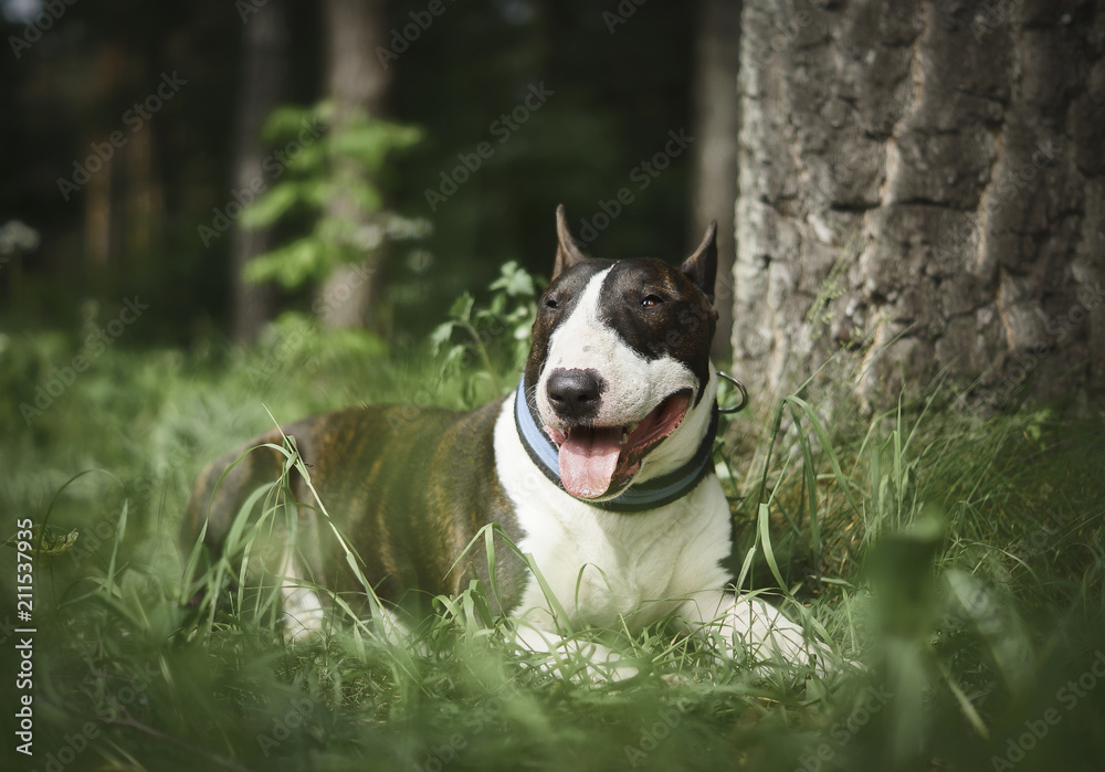 Dog Bull Terrier in the forest on the grass in summer