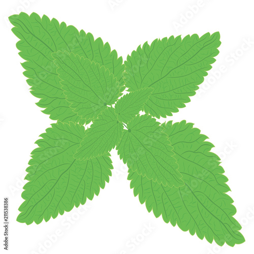 Stinging nettle branch Herbal medicine  vector illustration on a white background