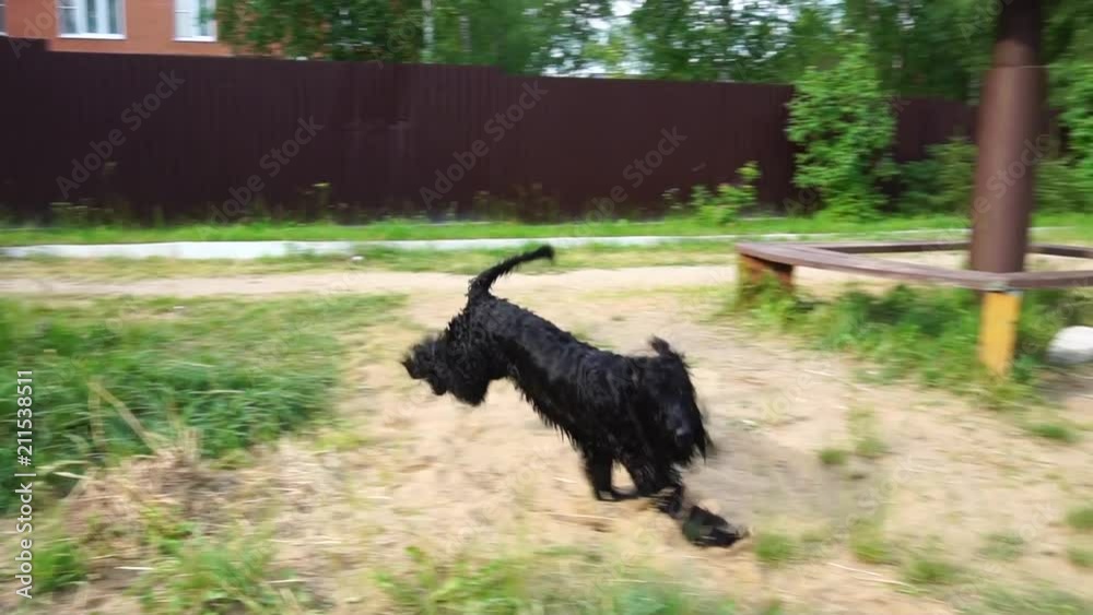 Dog Playing On A Meadow On A Summer Day Slow Motion Dog Playing On A Meadow On A Summer Day Slow Motion