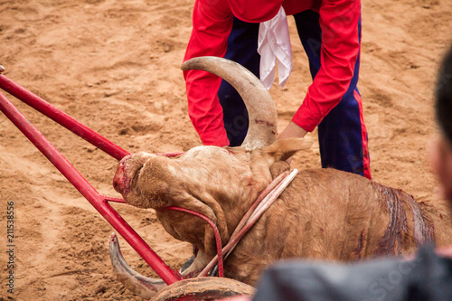 atado de toro de lidia photo