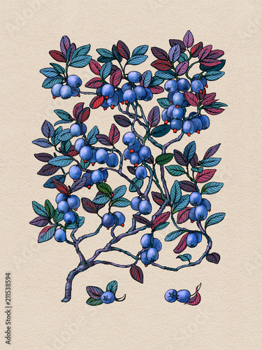 Blueberry branch. Wild berry. Medicinal Herbs. Berry on a textured background