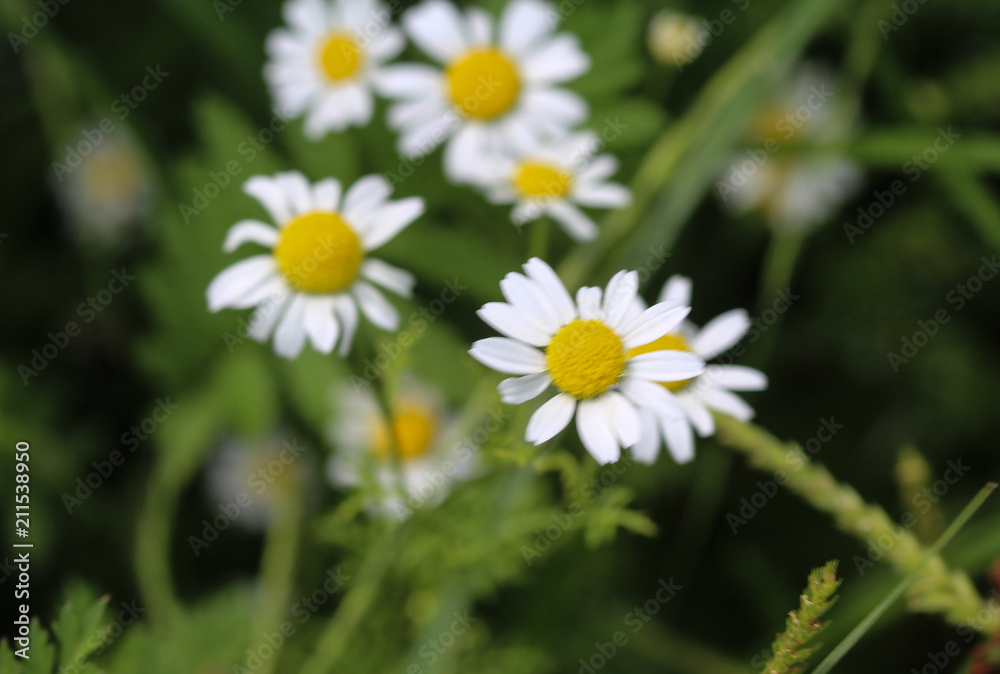 Matricaria chamomilla, commonly known as chamomile , Italian camomilla, German chamomile, Hungarian chamomile (kamilla), wild chamomile or scented mayweed, blooming in the summer season Matricaria chamomilla, commonly known as chamomile , Italian camomilla, German chamomile, Hungarian chamomile (kamilla), wild chamomile or scented mayweed, blooming in the summer season