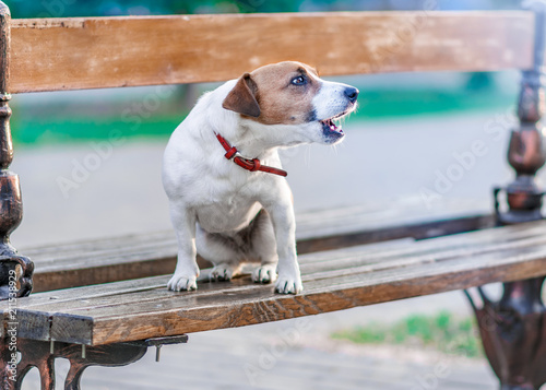 Fotografie Portrait in profile of cute small dog jack russel terrier sitting on wooden park bench and barking at summer sunny day