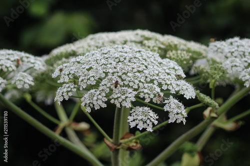 Heracleum sphondylium, commonly known as hogweed, common hogweed or cow parsnip photo