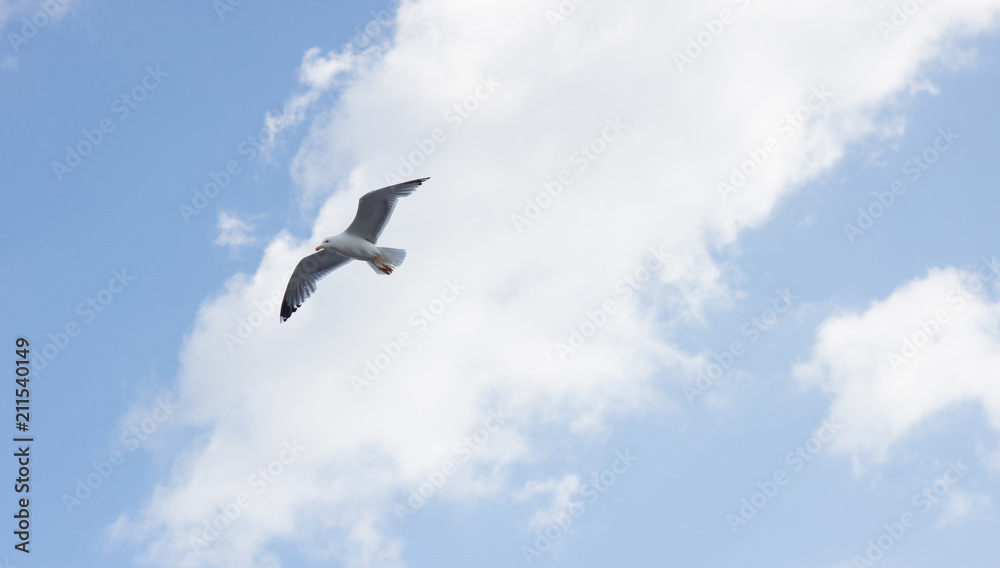 Seagull in the sky Seagull in the sky