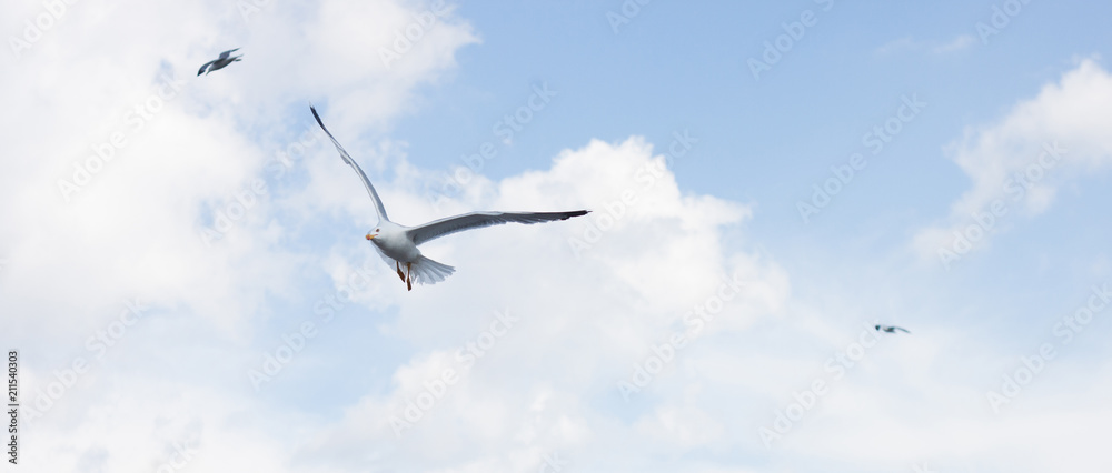 Fototapeta premium Seagull in the sky