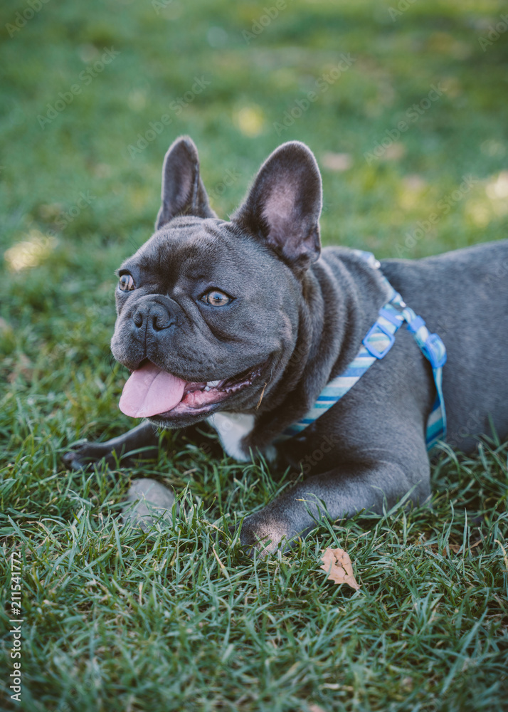 French bulldog puppy at dog park French bulldog puppy at dog park