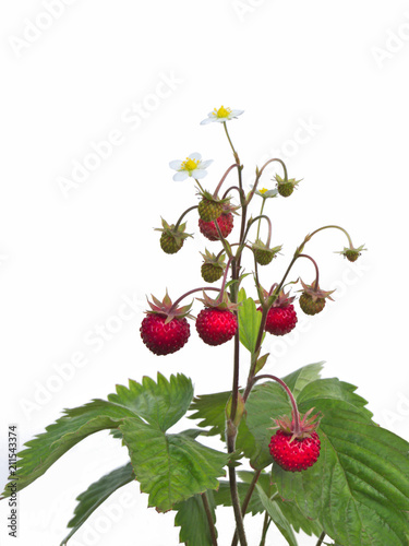 Wild strawberry (Fragaria vesca)