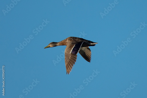 wild duck flying in the wild © ranchorunner