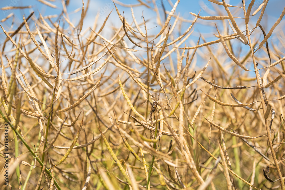 Fototapeta premium Rapsfeld vor der Ernte