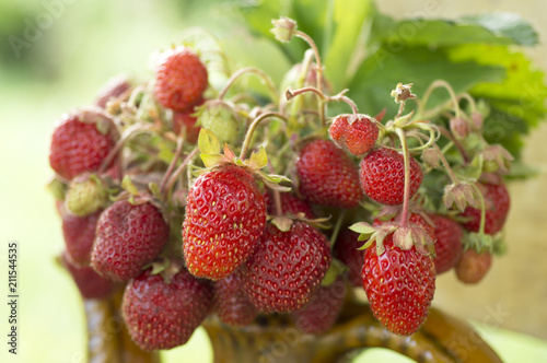 Old ceramic pot full of fresh red strawberries and clay on canvas.  Healhty food fruits diet.