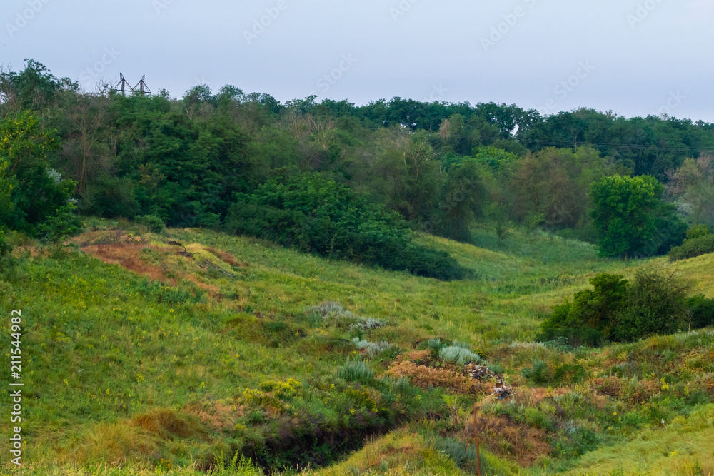 Gorgeous greens in the summer nature landscape