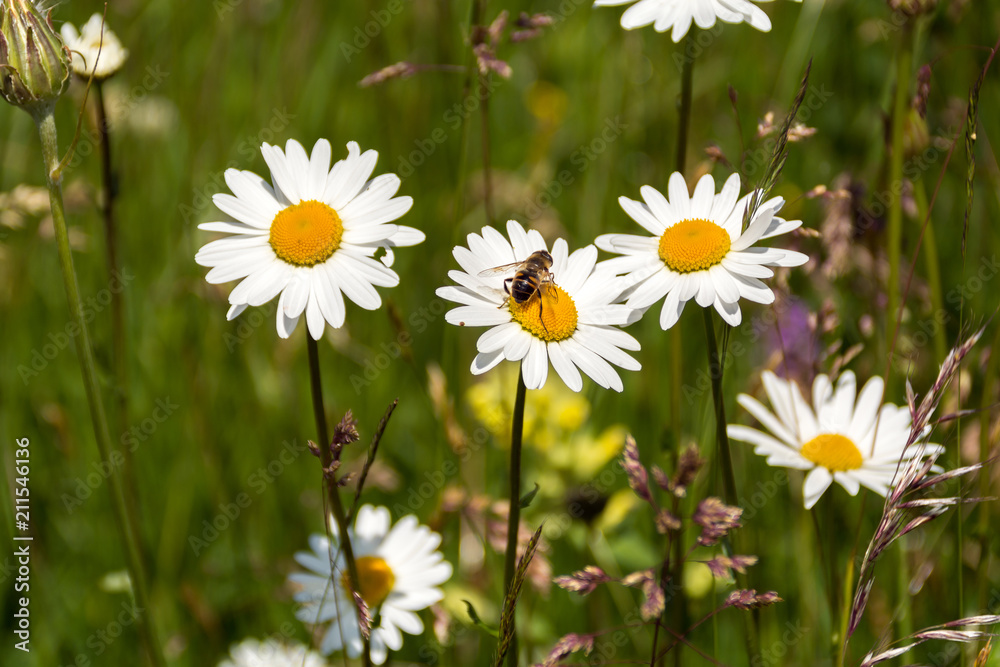 Biene auf Gänseblümchen