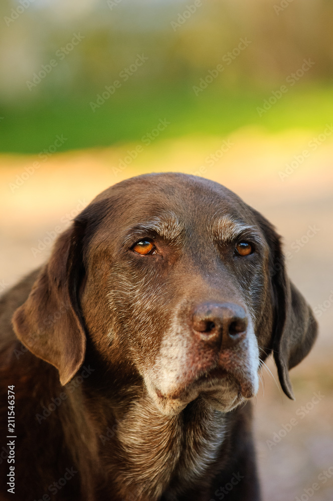 Senior Chocolate Labrador Retriever dog portrait Senior Chocolate Labrador Retriever dog portrait