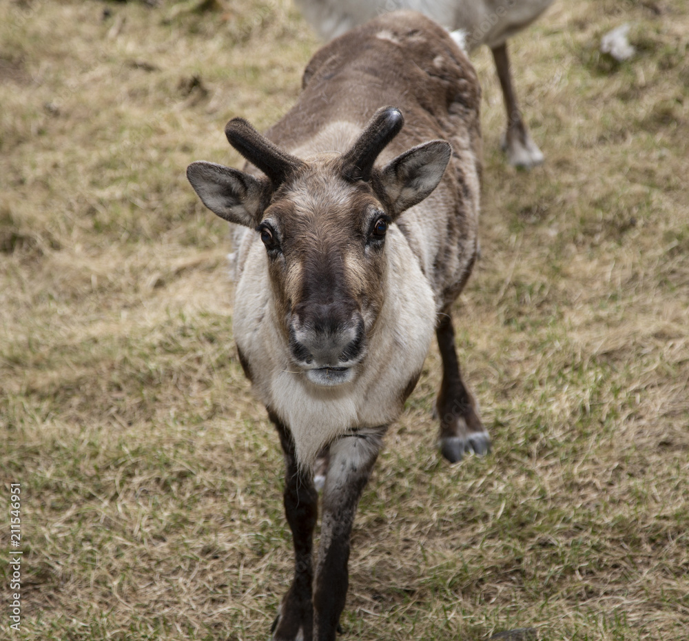 Fototapeta premium baby reindeer