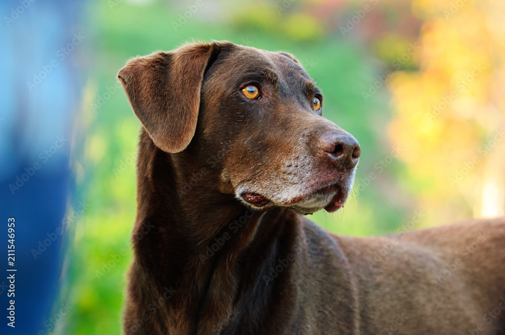 Chocolate Labrador Retriever dog portrait with colorful background