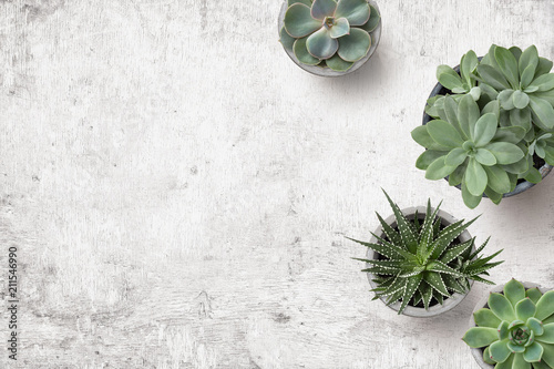 minimalist background with various succulents on a painted white wooden desk, top view, copyspace